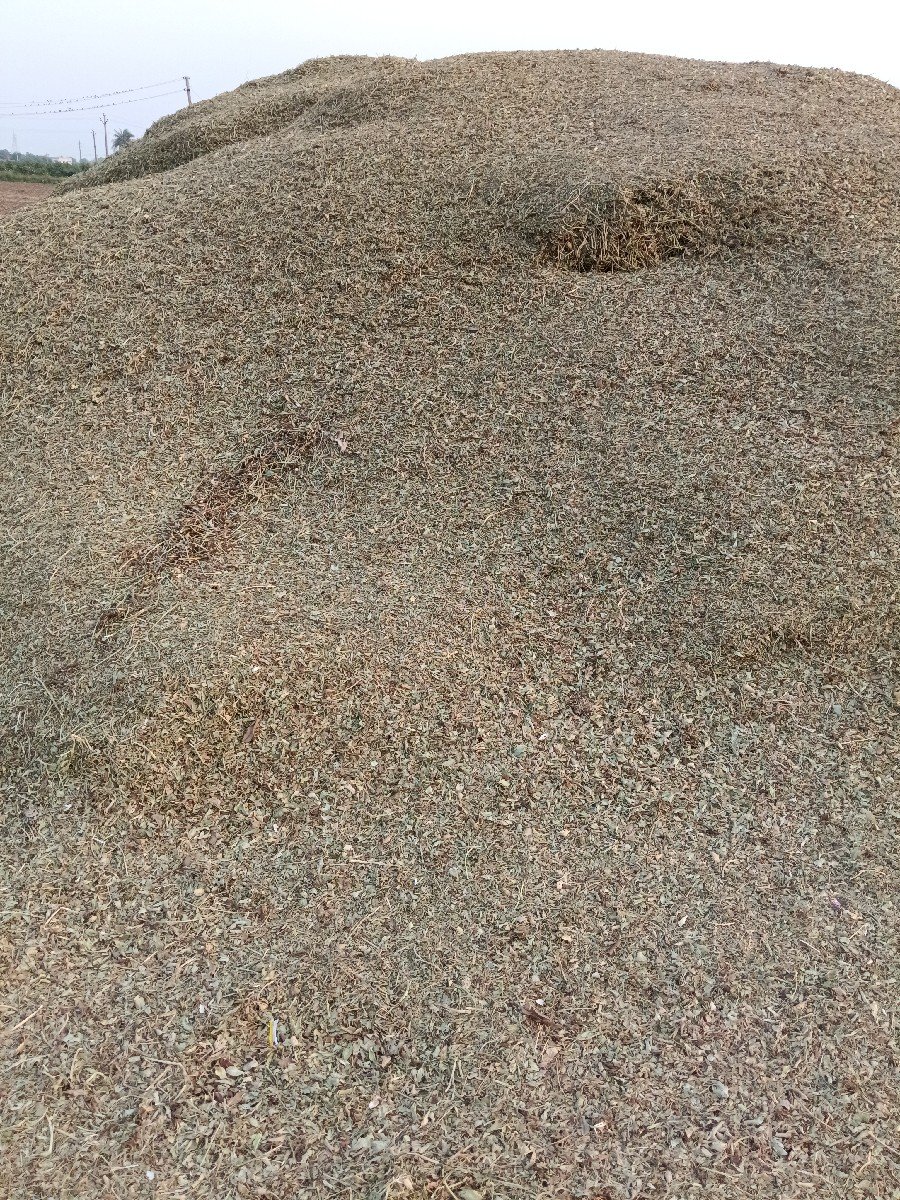 પાલો