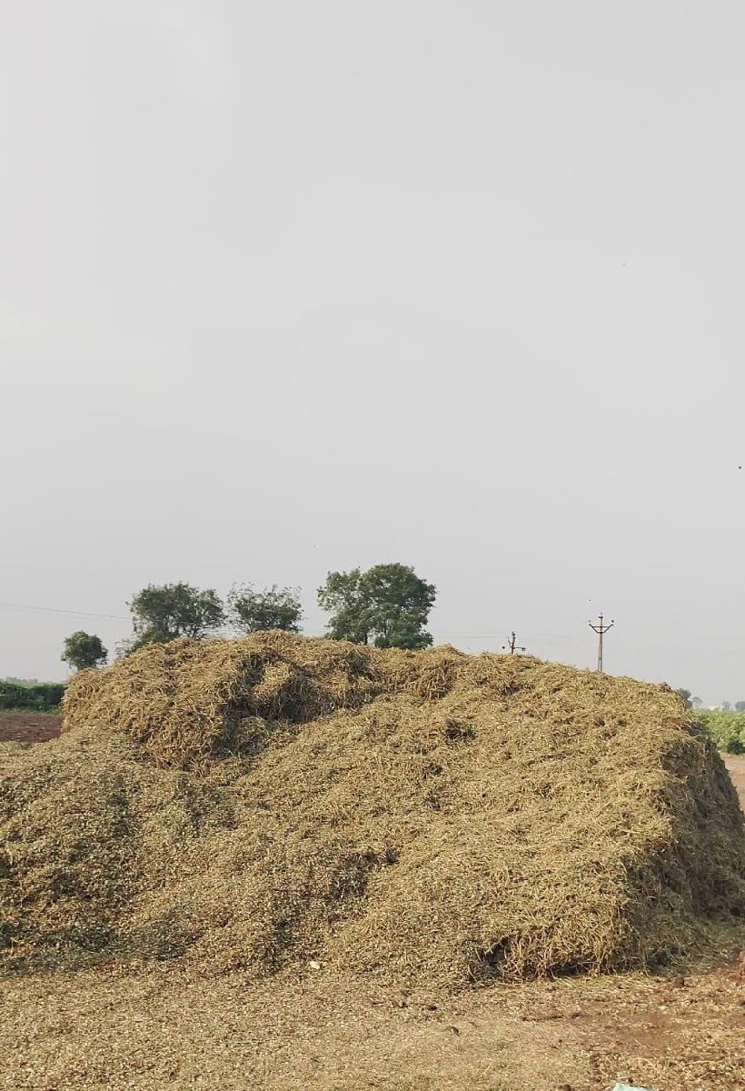 માંડવી ભુકો