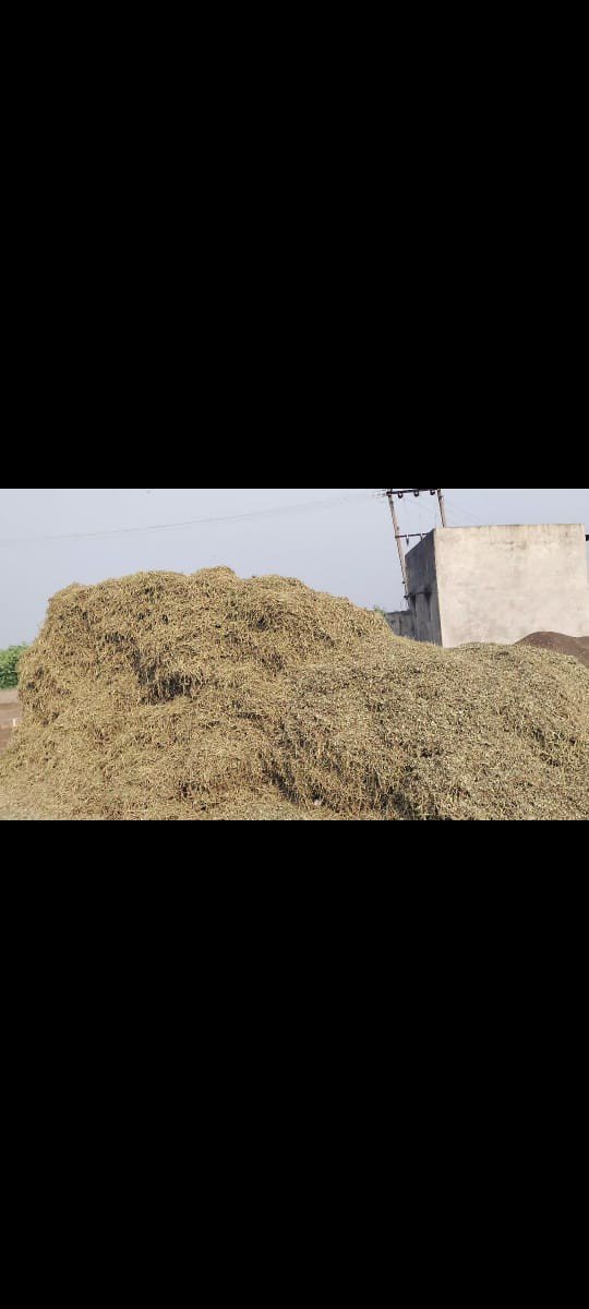 માંડવી ભુકો