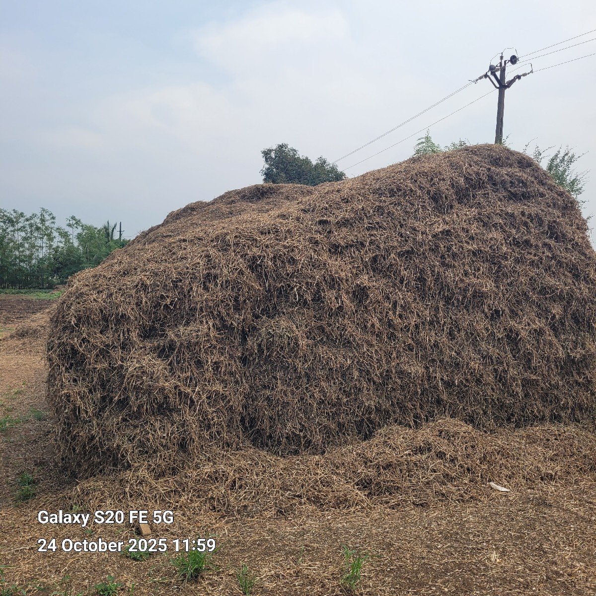 જી વીસ માંડવીનો ચારો (ભૂકો)