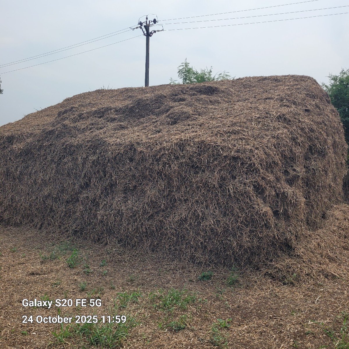 જી વીસ માંડવીનો ચારો (ભૂકો)