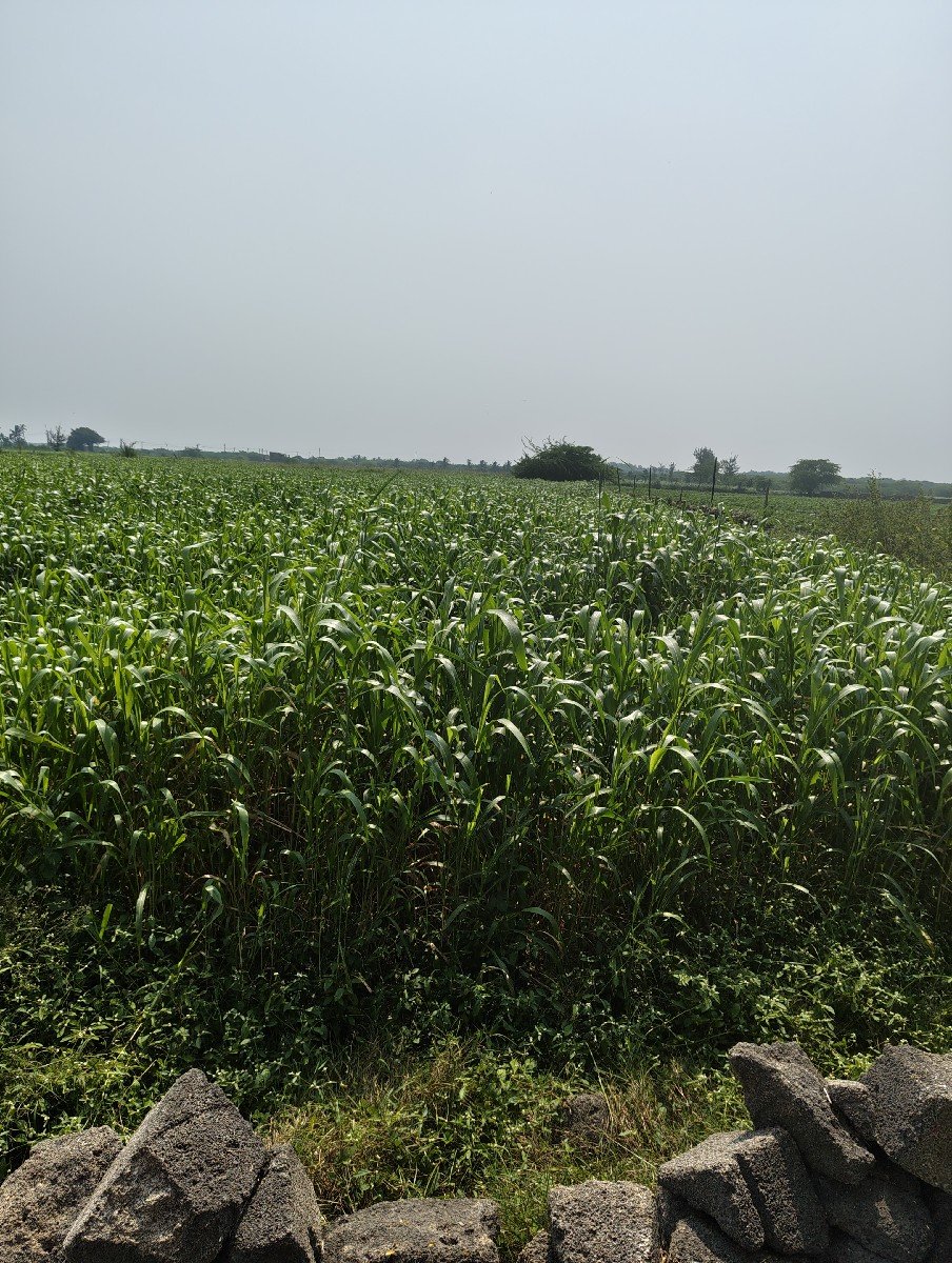 જુવાર(ચારો) વેચવાની છે