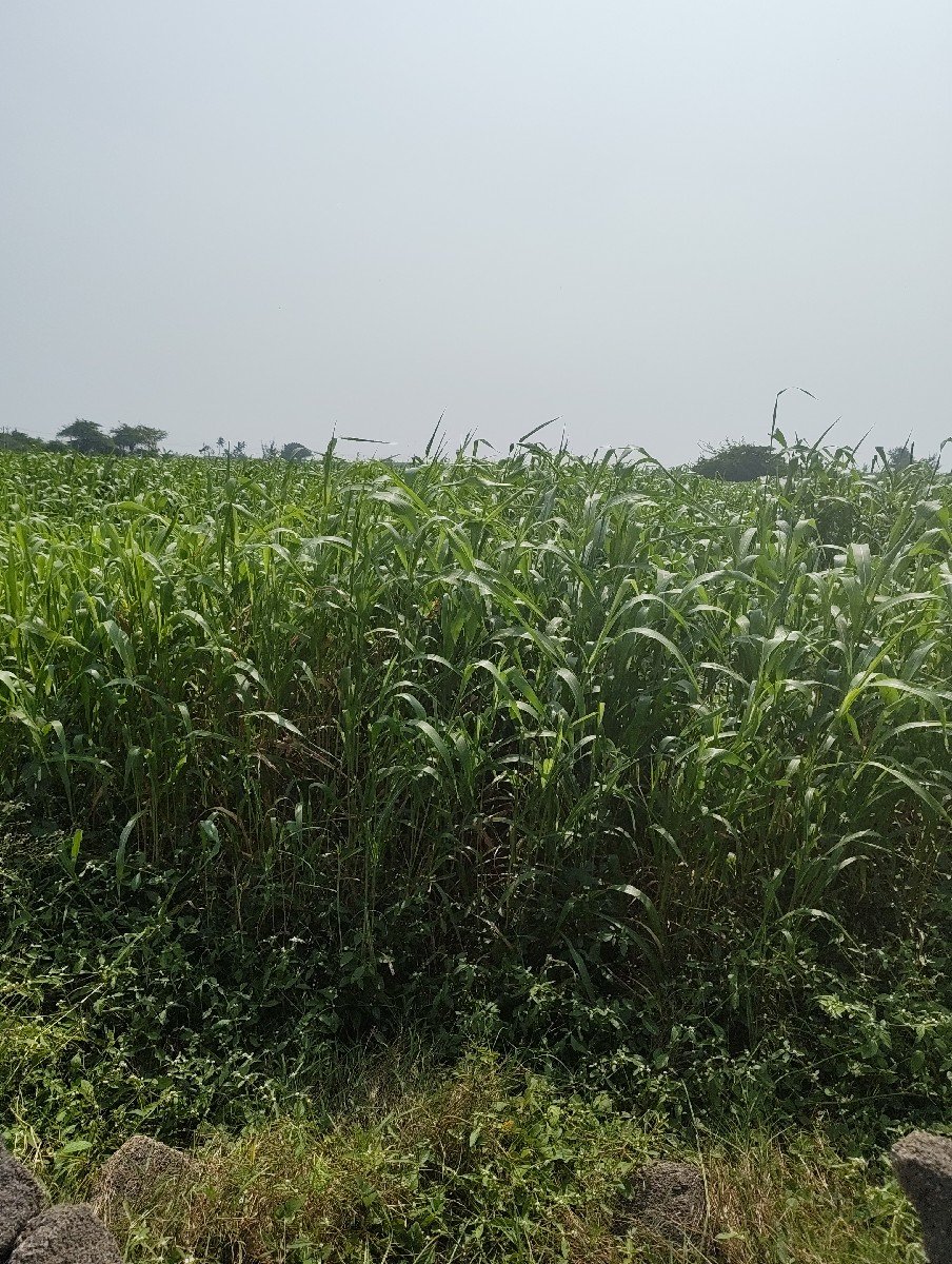 જુવાર(ચારો) વેચવાની છે