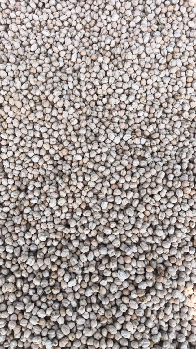 બિયારણ માટે ના ચણા