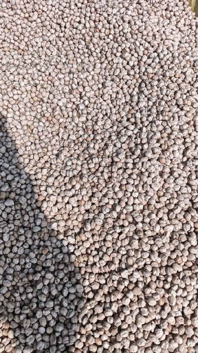 બિયારણ માટે ના ચણા