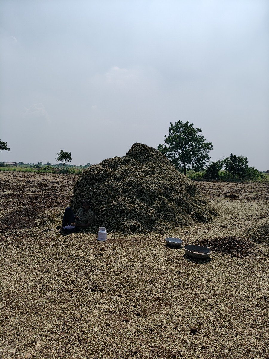 માંડવી નો ચારો વેચવાનું છે