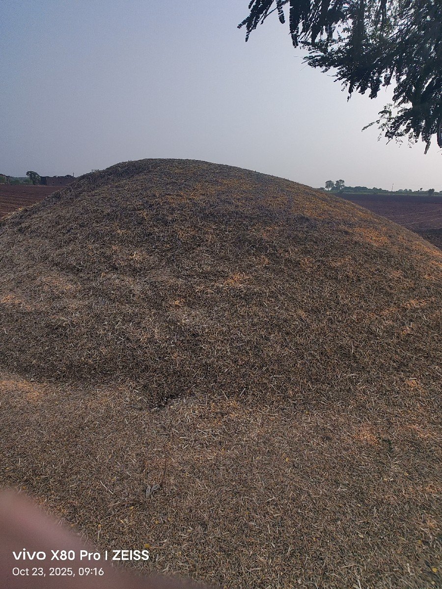 soyabin palo