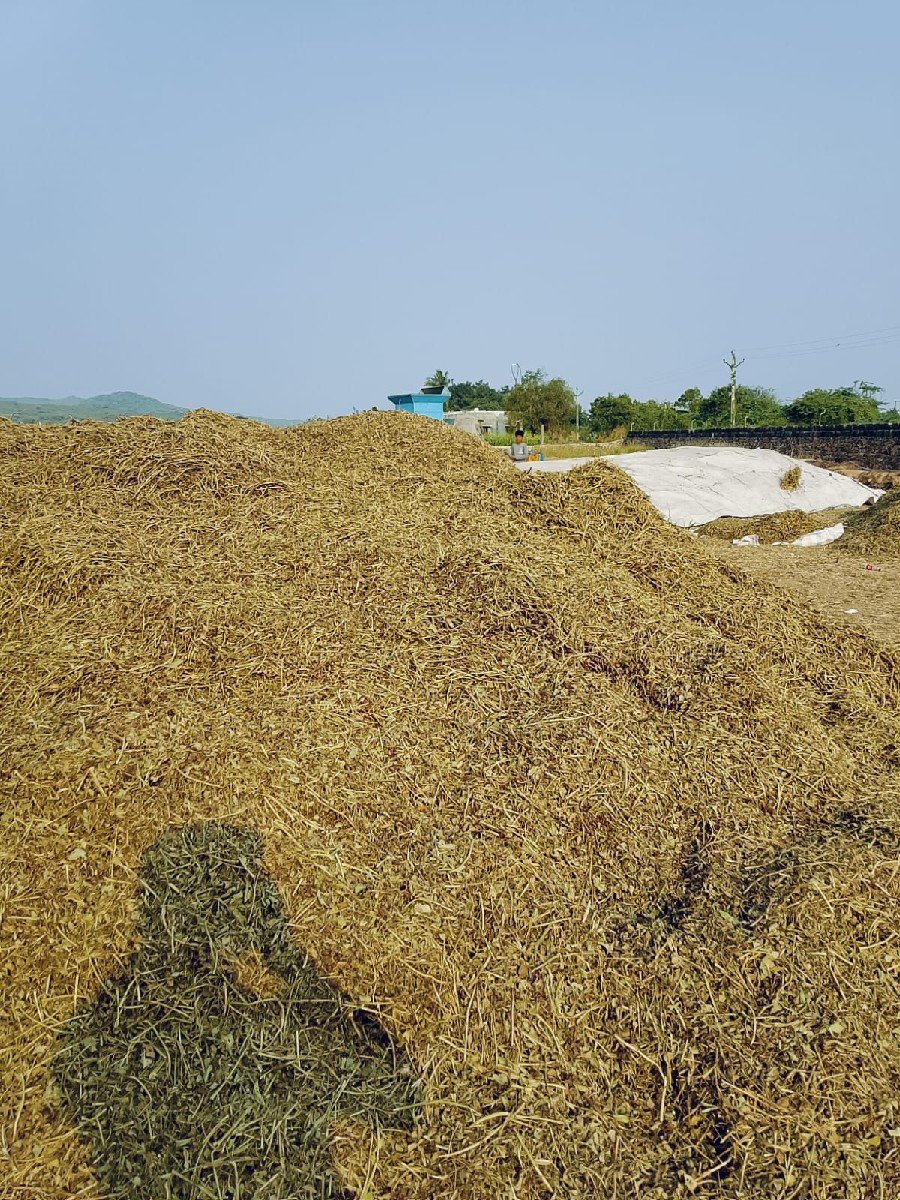 પરબત કુછડીયા