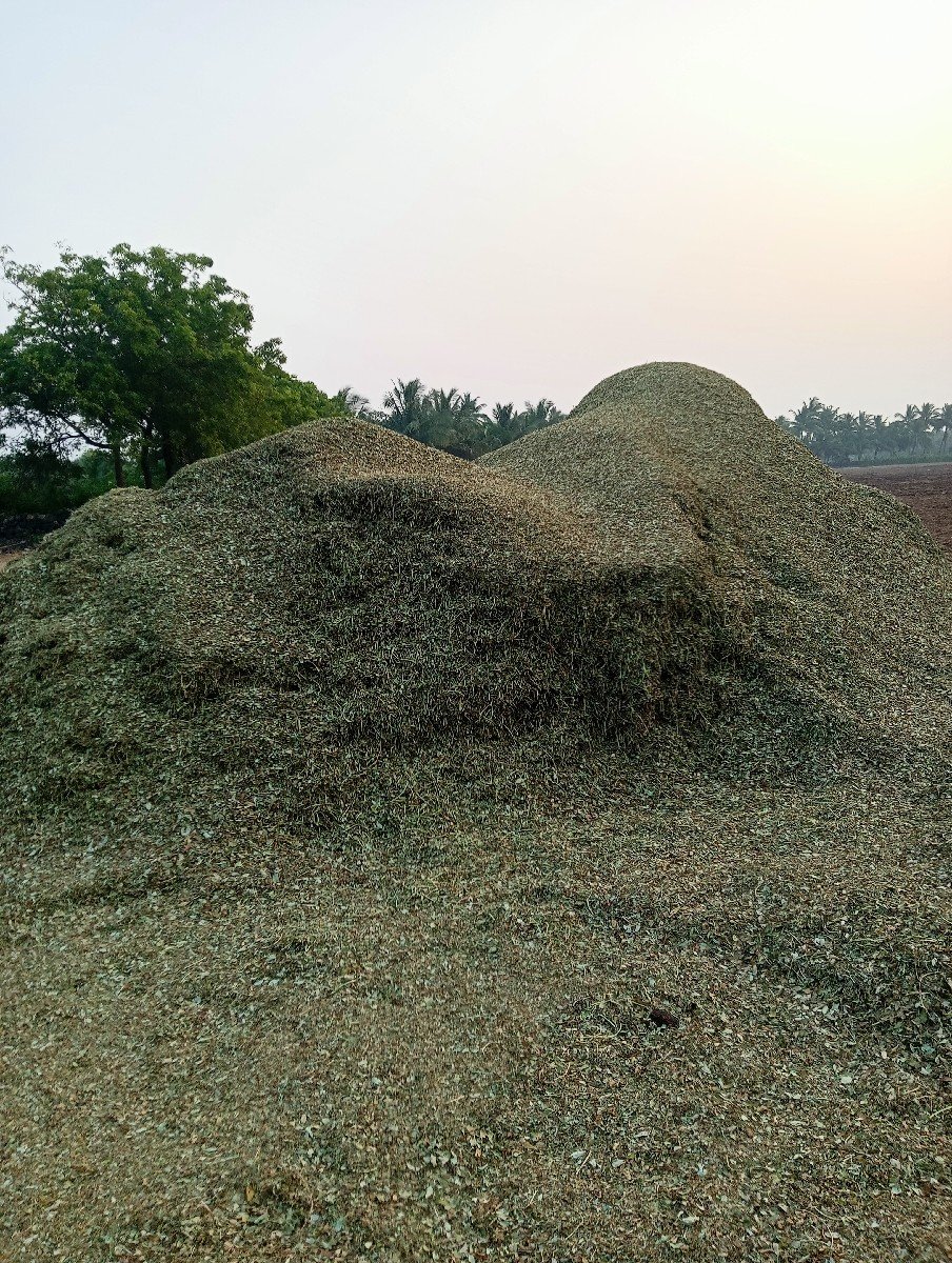 માંડવીયુ