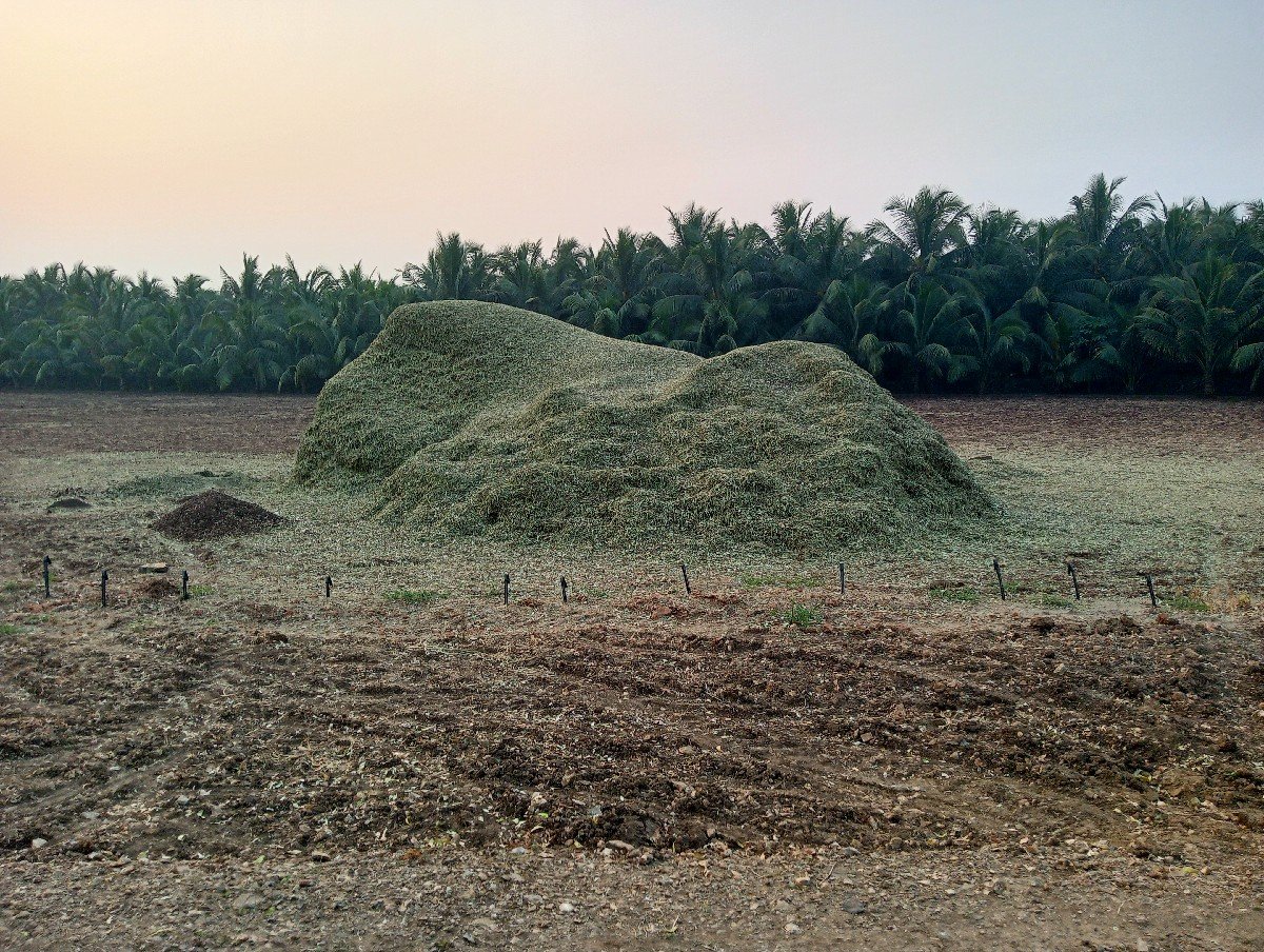 માંડવીયુ