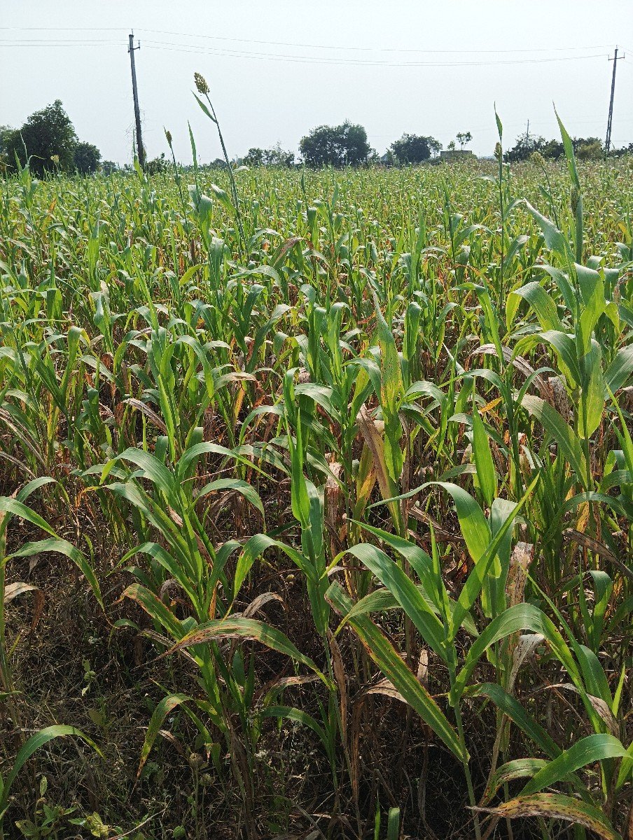 જુવાર નો ચારો વેચવાનો છે