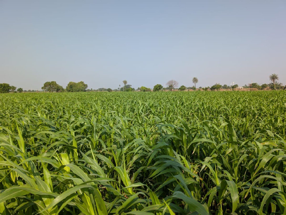 લીલી જુવાર 12 વિઘાની