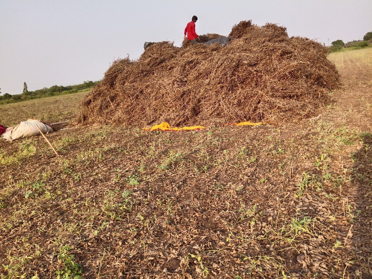 સૉયાબીન ડુચૉ.