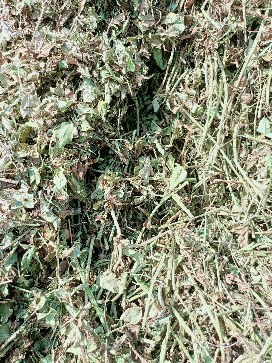 માંડવીનો મગોટું વેચવાનું છે