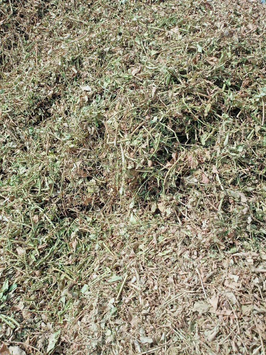 માંડવીનો મગોટું વેચવાનું છે