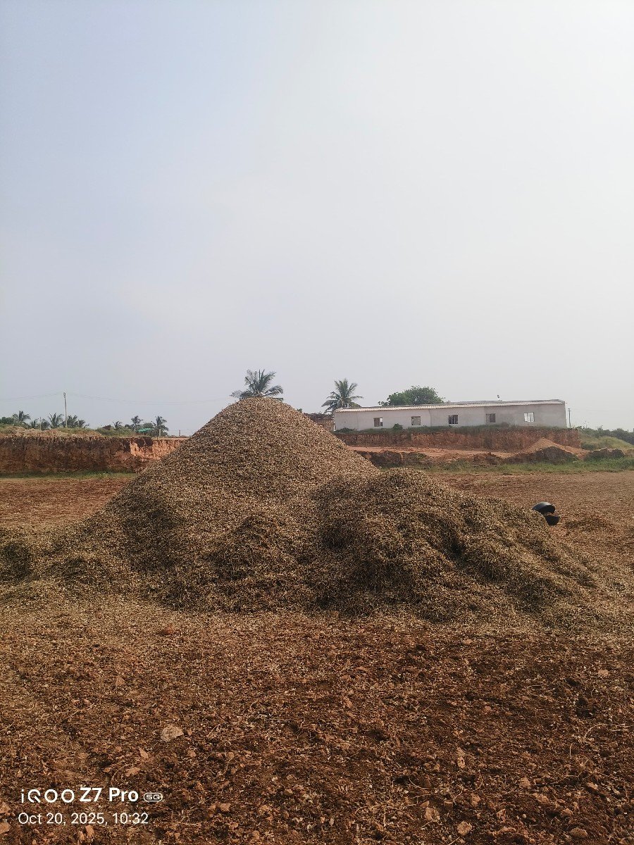 માંડવીયુ