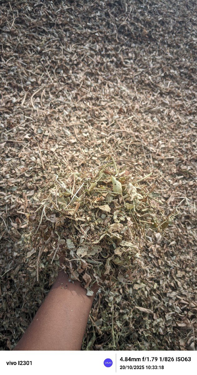 માંડવીયુ