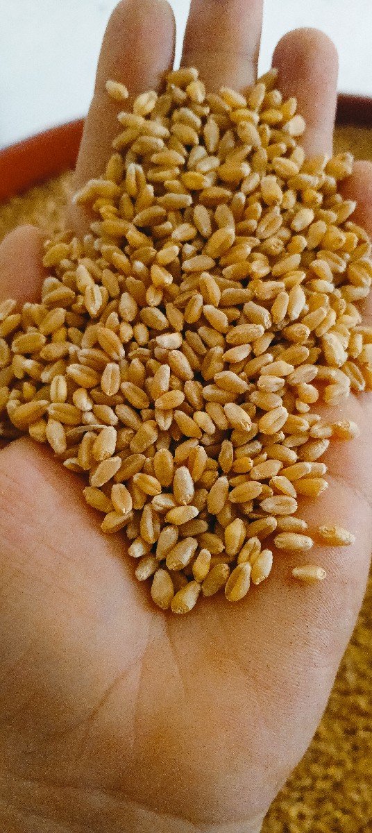 ઘંઉ વેચવા ના છે.