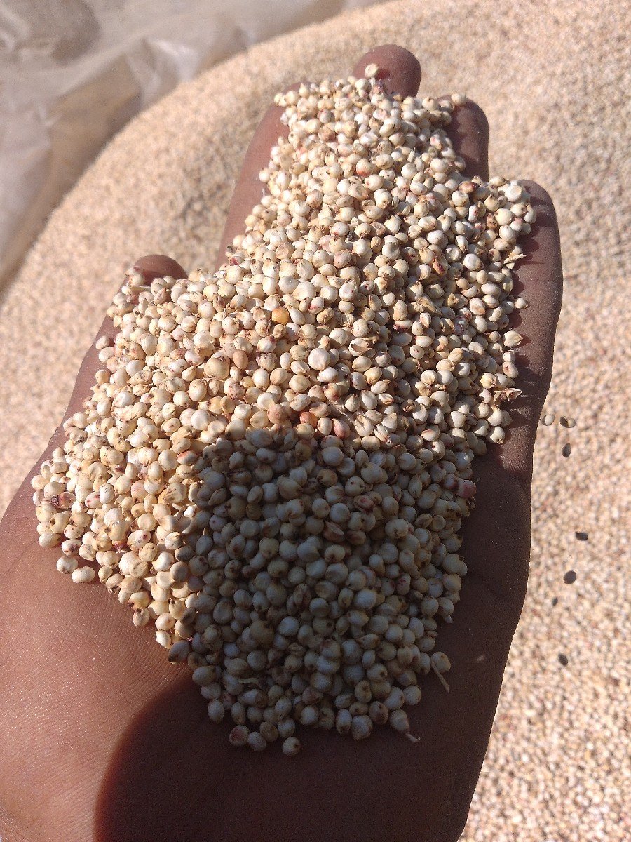 ઘેડ ની જુવાર વેચવાની છે