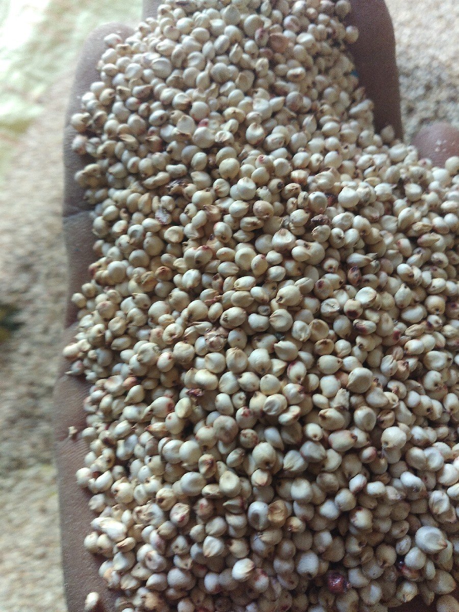 ઘેડ ની જુવાર વેચવાની છે