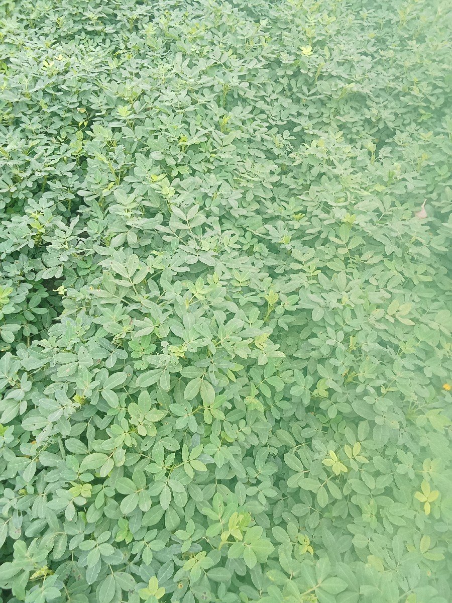 મગફલી નો ભુકો