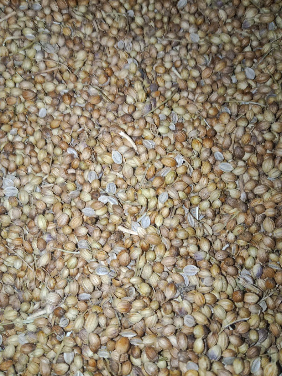લસણ  અને  ધાણી અને  ચણા