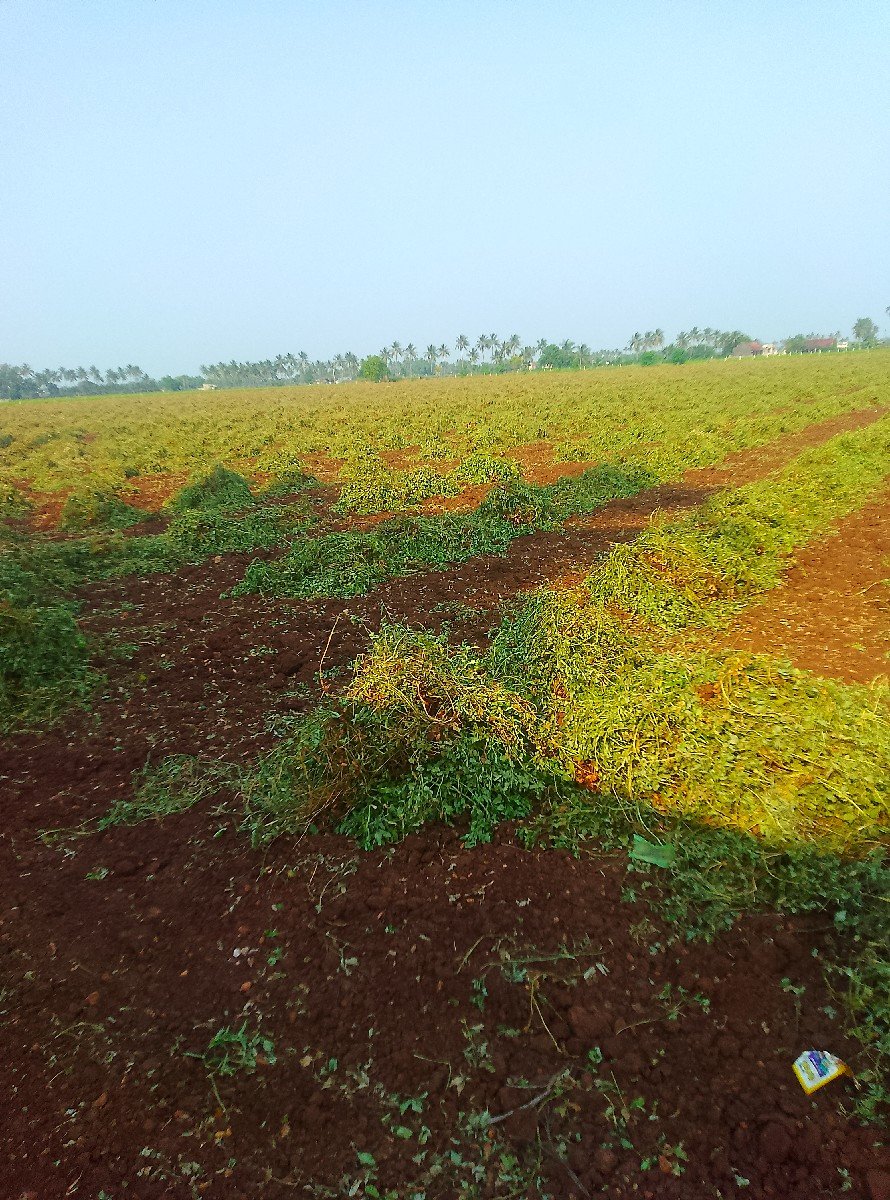 મગફળી વેચવાની છે
mo-9898269305