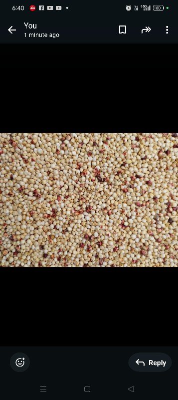 જુવાર મીઠી જવાબદારી વારી