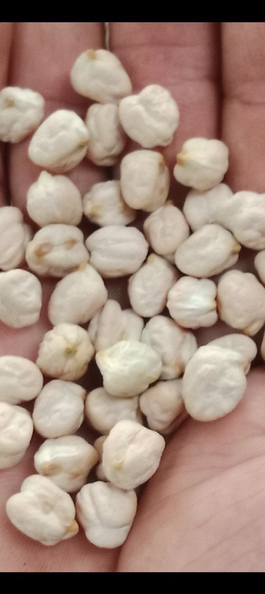 ચણા કાબુલી એક નંબર છે