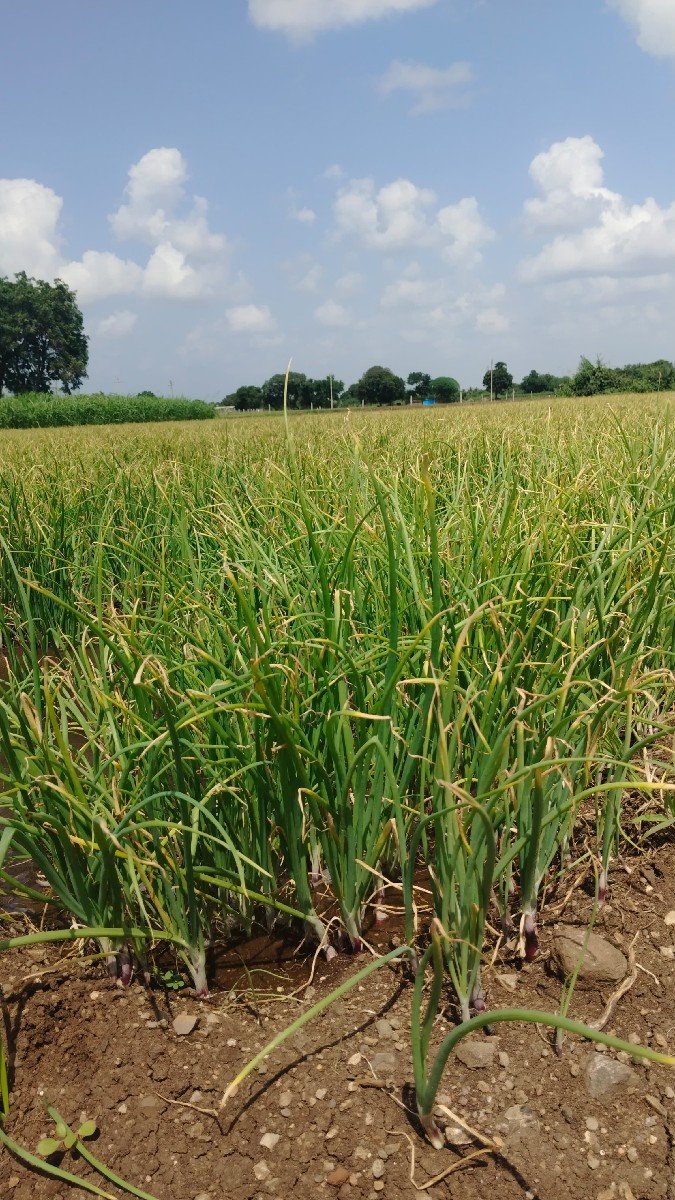 પંચગંગા લિલો રોપ ડુંગળી
