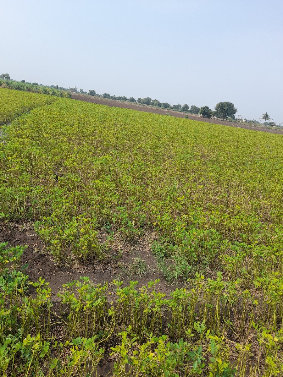 પાલૉ ગિરનાર ચાર