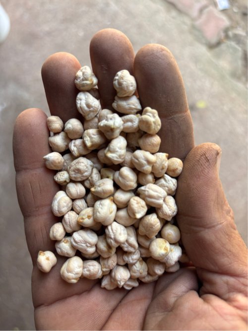 Kabuli chana 1 no