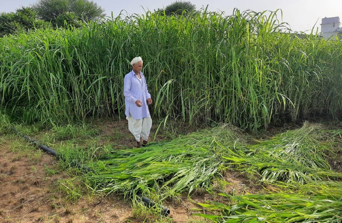વાઢ વારી જુવાર નું બી વેચવાનું