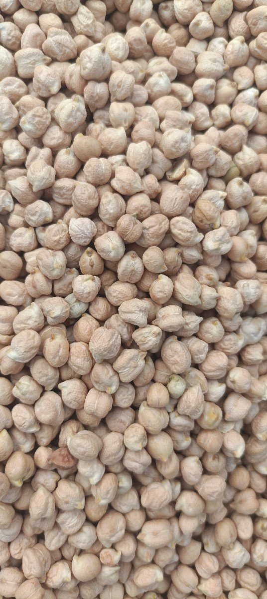 B2 ચણા સફેદ વેશવાના સે