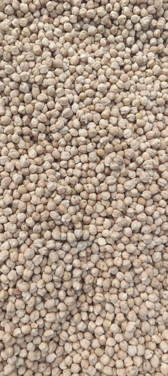 B2 ચણા સફેદ વેશવાના સે