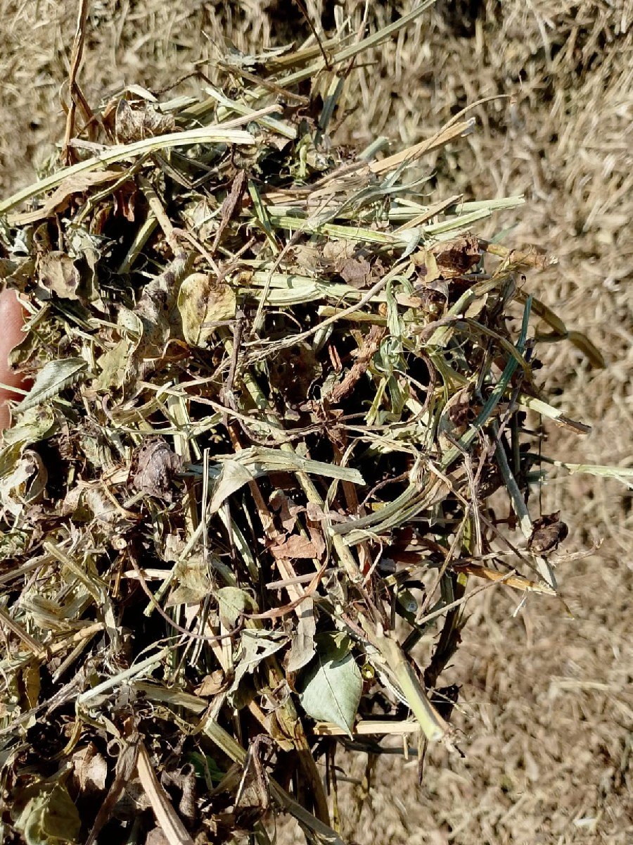 પરબતભાઈ
