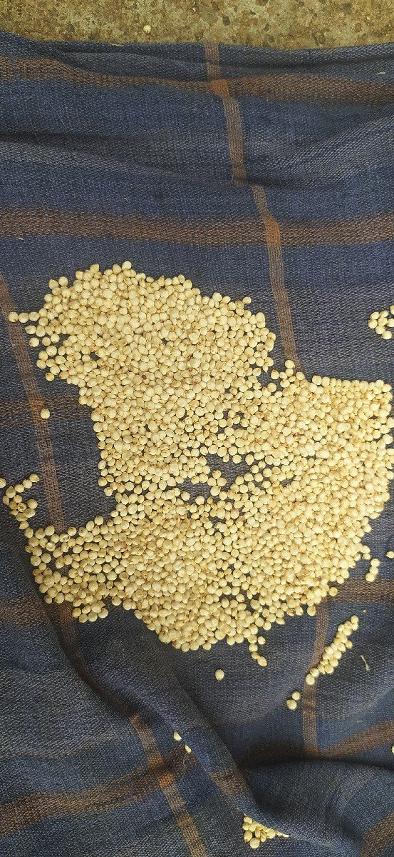 જુવાર સફેદ મીથી