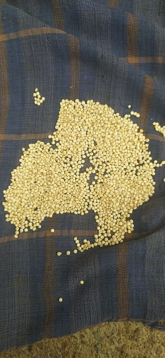 જુવાર સફેદ મીથી