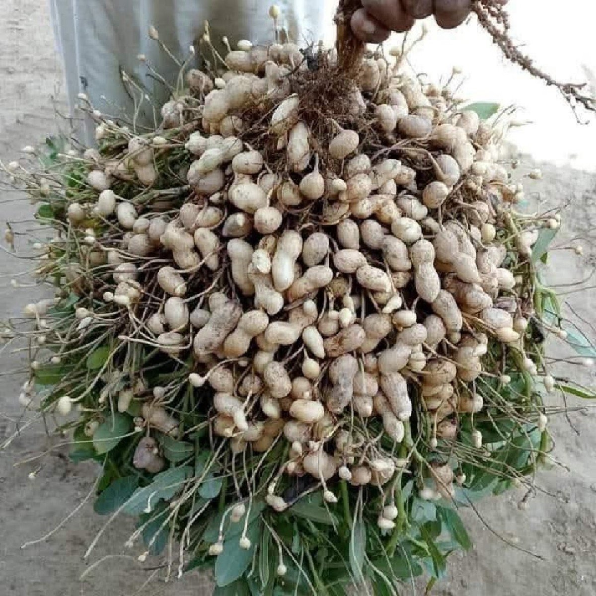 ગિરનાર 4 મગફળી