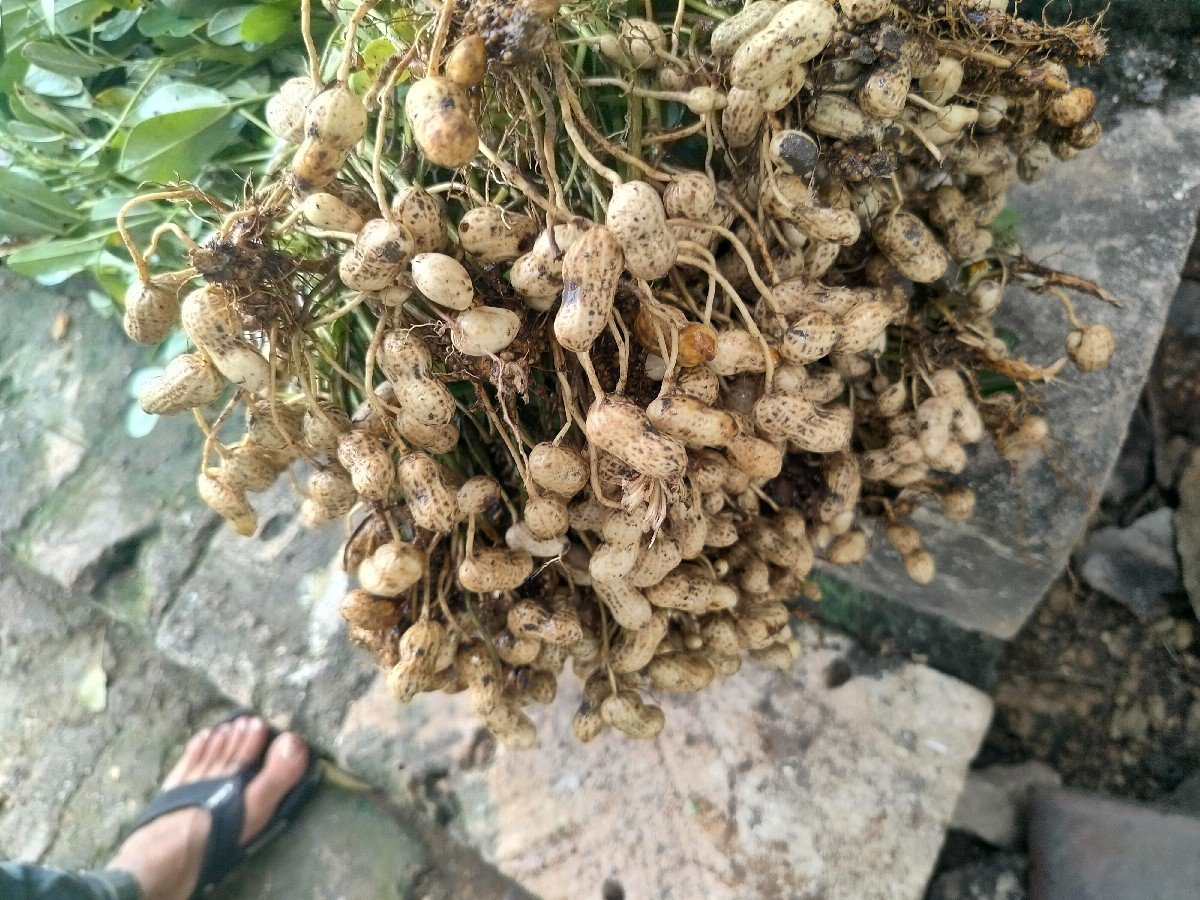 ગિરનાર 4 મગફળી