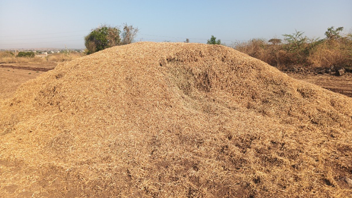 માંડવી નો ભૂકો