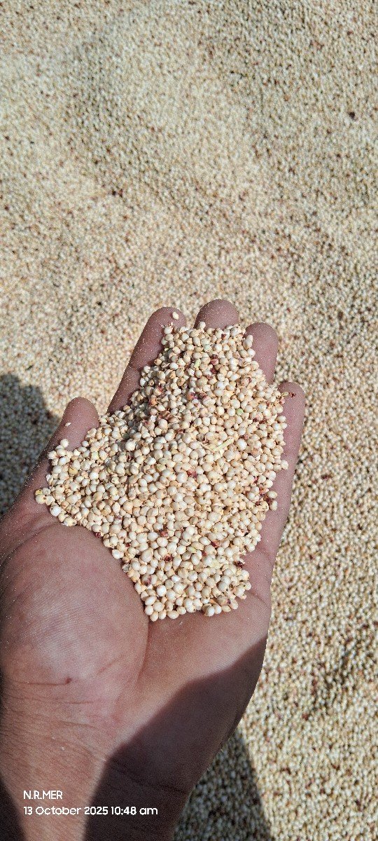 જુવાર ઘેડ ની વેચવાની છે