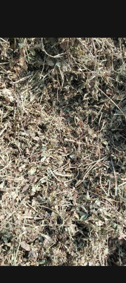 માંડવિયી લેવા માટે મળો