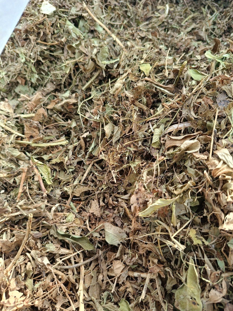 mandvi no bhuko