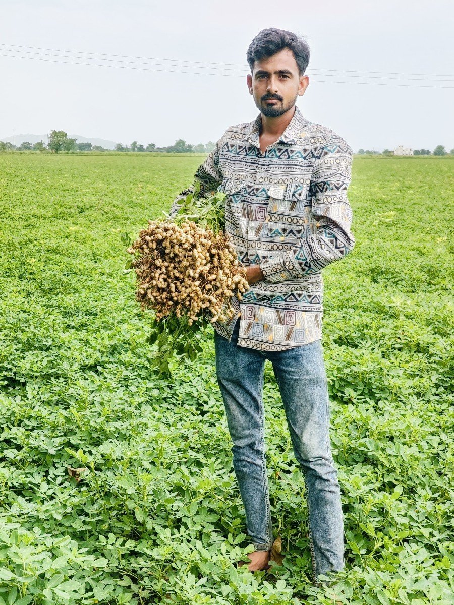 ગીરનાર 4 મગફળી