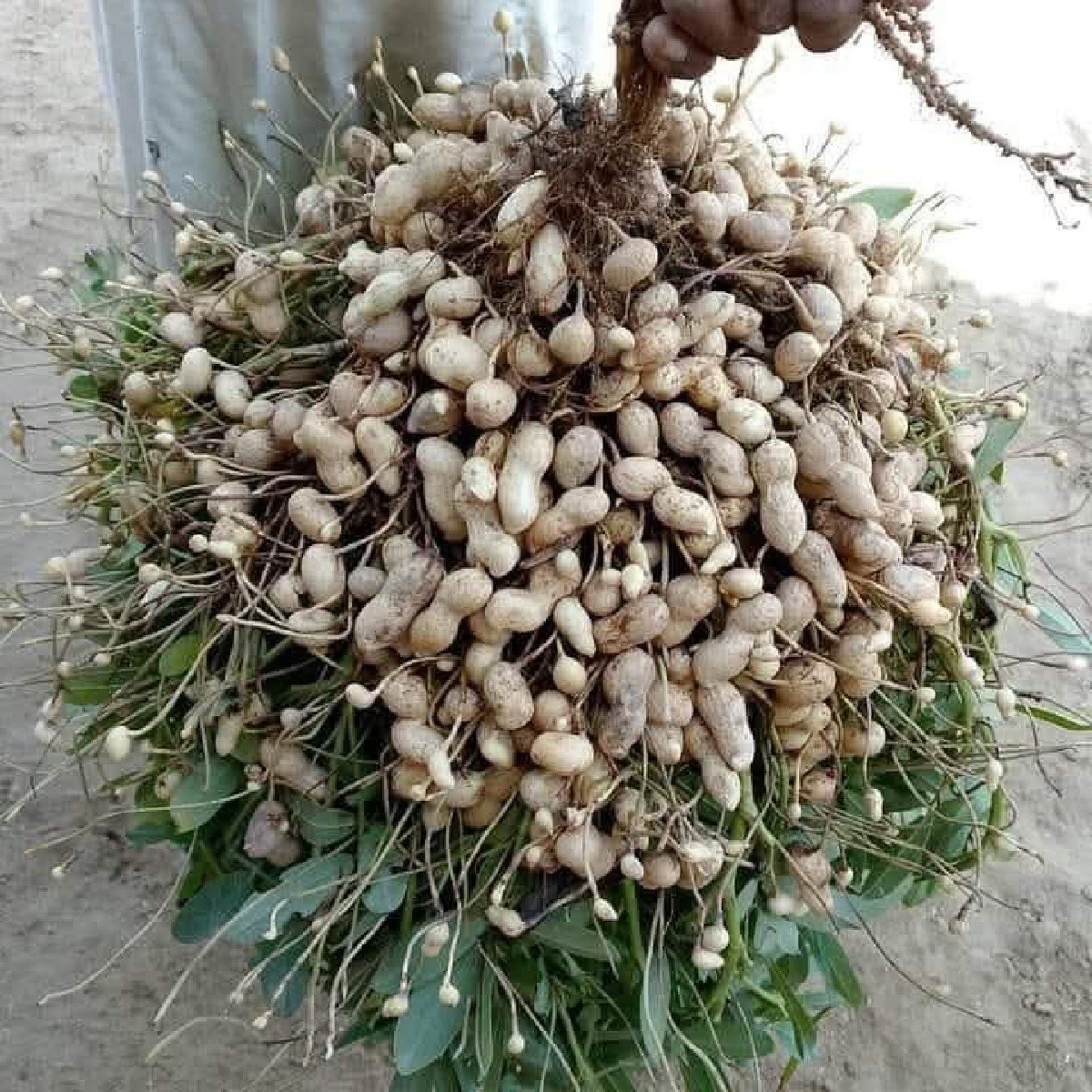 ગીરનાર 4 મગફળી