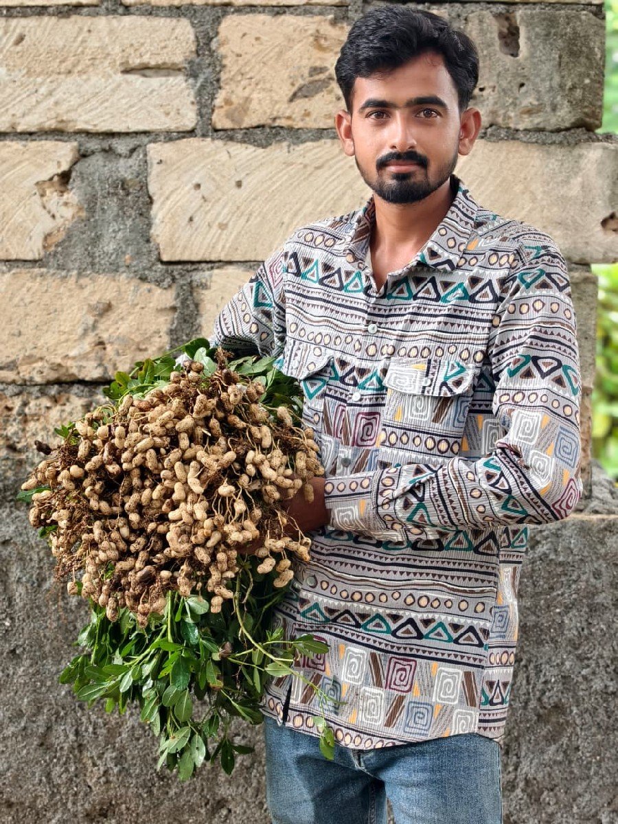 ગીરનાર 4 મગફળી