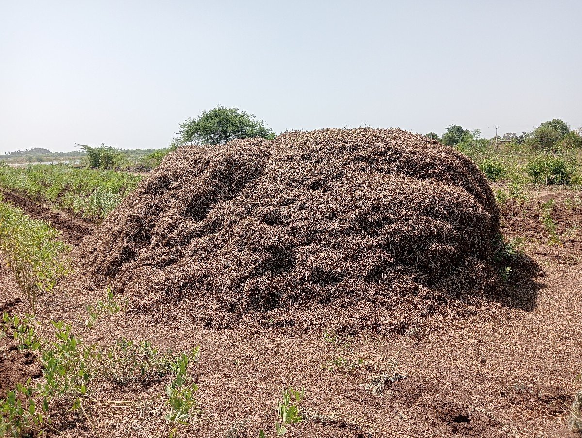 માંડવી નો ચારો વેચવાનો છે