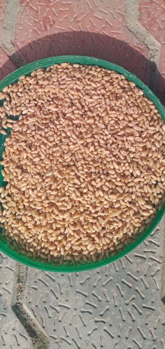 G.W. 513 ઘવ નુ બિયારણ વેચવાનું