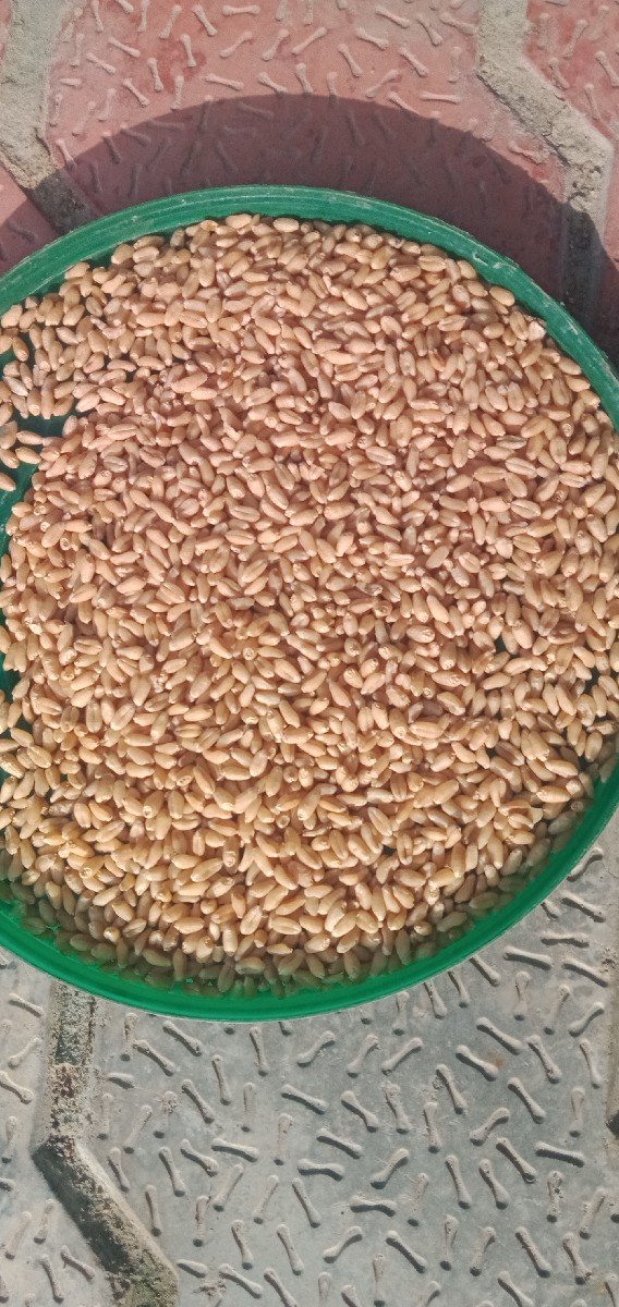 G.W. 513 ઘવ નુ બિયારણ વેચવાનું